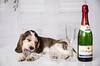 English Cocker Spaniel Welpe mit Sekt