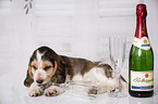 English Cocker Spaniel Welpe mit Sekt