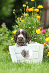 English Cocker Spaniel Welpe