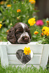English Cocker Spaniel Welpe