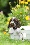 English Cocker Spaniel Welpe
