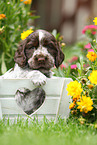 English Cocker Spaniel Welpe