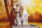 English Cocker Spaniel Welpe