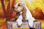 English Cocker Spaniel Welpe