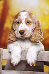 English Cocker Spaniel Welpe