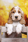 English Cocker Spaniel Welpe