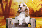 English Cocker Spaniel Welpe
