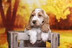 English Cocker Spaniel Welpe