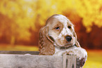 English Cocker Spaniel Welpe