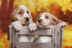 English Cocker Spaniel Welpe