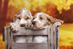 English Cocker Spaniel Welpe