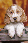 English Cocker Spaniel Welpe