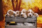 English Cocker Spaniel Welpe