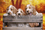 English Cocker Spaniel Welpe