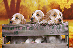 English Cocker Spaniel Welpe