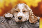 English Cocker Spaniel Welpe