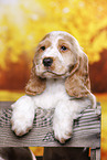English Cocker Spaniel Welpe