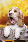 English Cocker Spaniel Welpe