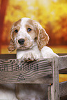English Cocker Spaniel Welpe