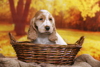 English Cocker Spaniel Welpe
