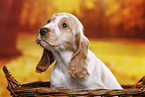 English Cocker Spaniel Welpe
