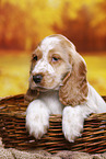 English Cocker Spaniel Welpe