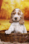 English Cocker Spaniel Welpe