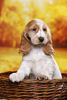 English Cocker Spaniel Welpe