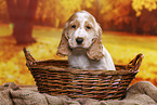 English Cocker Spaniel Welpe
