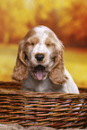 English Cocker Spaniel Welpe