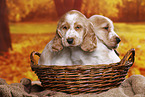 English Cocker Spaniel Welpe