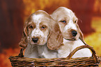 English Cocker Spaniel Welpe