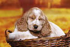 English Cocker Spaniel Welpe