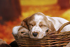 English Cocker Spaniel Welpe
