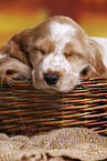 English Cocker Spaniel Welpe