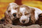 English Cocker Spaniel Welpe