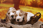 English Cocker Spaniel Welpe