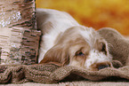 English Cocker Spaniel Welpe