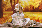 English Cocker Spaniel Welpe