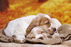 English Cocker Spaniel Welpe