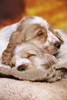 English Cocker Spaniel Welpe