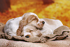 English Cocker Spaniel Welpe