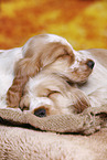 English Cocker Spaniel Welpe