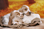 English Cocker Spaniel Welpe