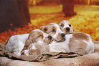 English Cocker Spaniel Welpe