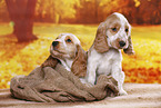 English Cocker Spaniel Welpe
