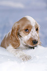 English Cocker Spaniel Welpe im Schnee