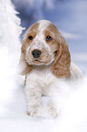 English Cocker Spaniel Welpe im Schnee