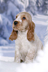 English Cocker Spaniel Welpe im Schnee