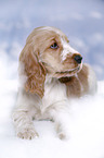 English Cocker Spaniel Welpe im Schnee